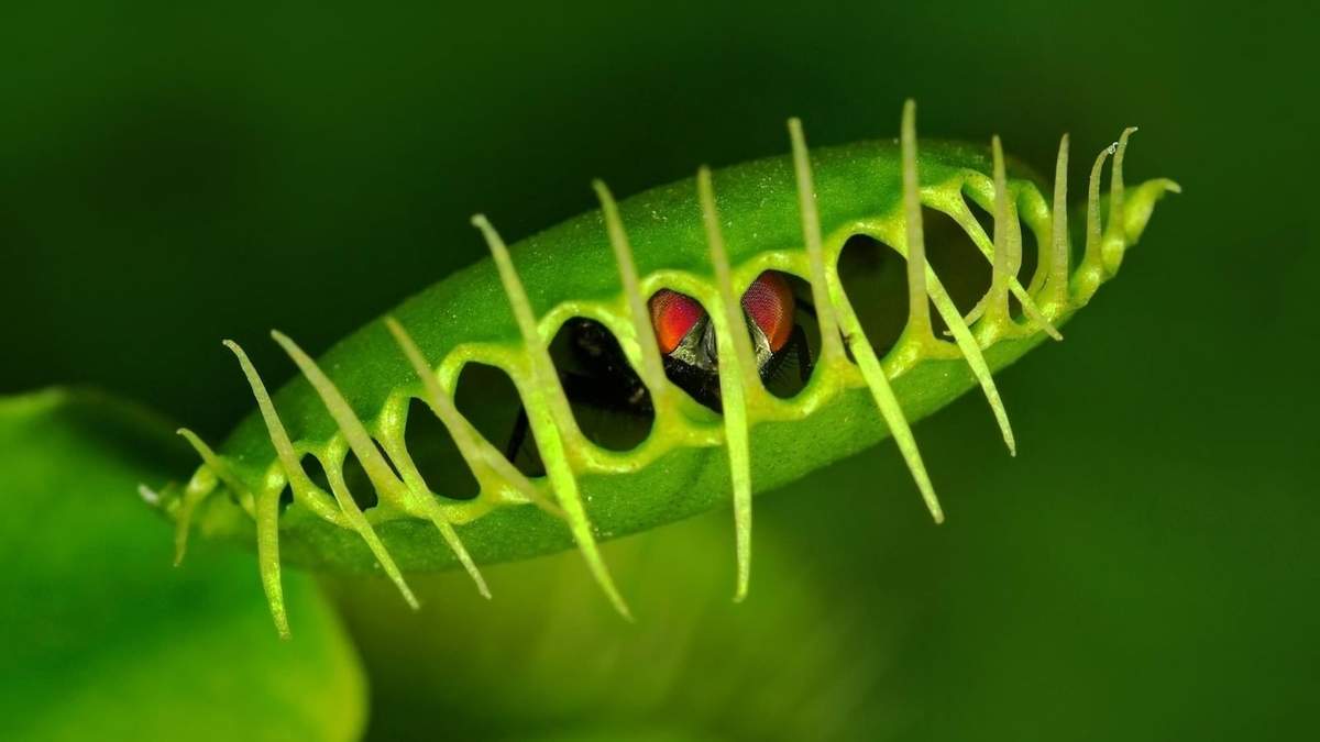 Plantas carnívoras. Fuente: (Instagram)