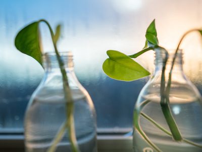 No necesitás un jardín o un gran balcón: las plantas que crecen rapidísimo en agua y esconden muchas propiedades