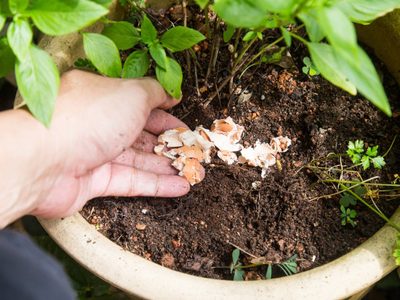 Con solo 3 ingredientes que tenés en la cocina, prepará este abono súper nutritivo para tus plantas