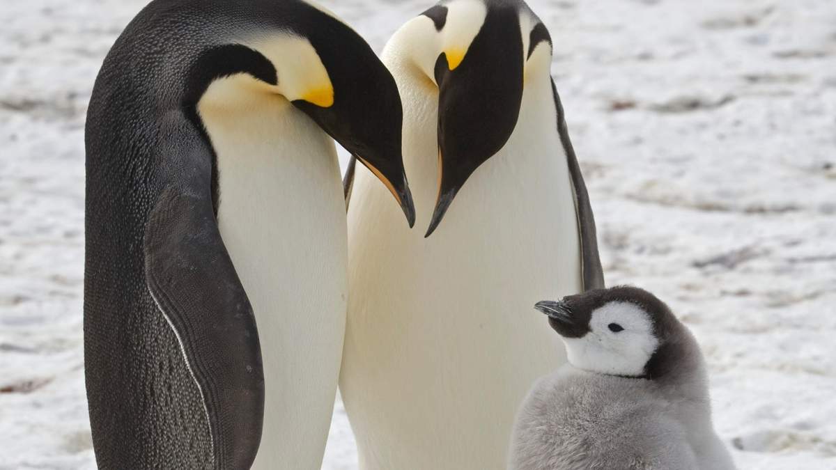 Pingüinos emperador adultos con un polluelo cerca de la estación de investigación Halley en la Antártida