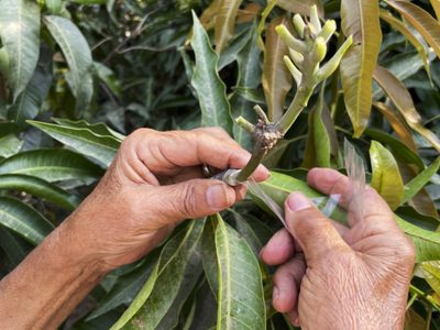 Cómo un grupo de indios está resucitando árboles extintos