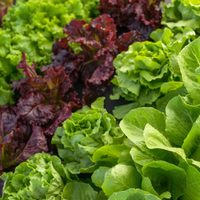 La planta popular en la cocina y estrella de las ensaladas que esconde poderosos beneficios para tu salud