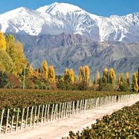 Buen vino y montañas: te invitamos a conocer el Valle de Uco en Mendoza