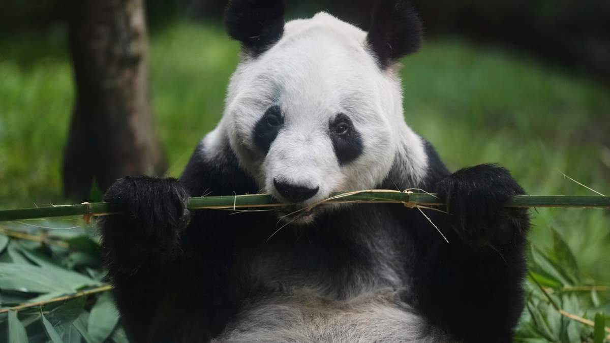Xin Xin, una panda de 35 años nacida en México, come bambú en su recinto en el zoológico de Chapultepec en Ciudad de México, el jueves 14 de agosto de 2025