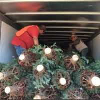 Profepa impide el ingreso a México de 2 mil 135 árboles de Navidad con plaga