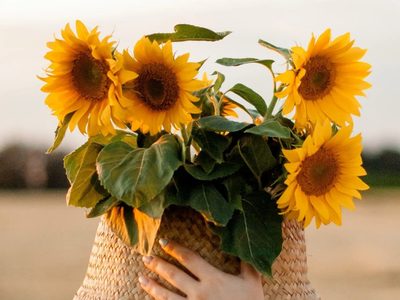 El truco de los jardineros para cultivar muy fácil, Girasoles en maceta y que duren muchos años