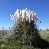 La planta que para algunos tiene mala fama y que crece rápido con pocos cuidados y es un tesoro para tu jardín
