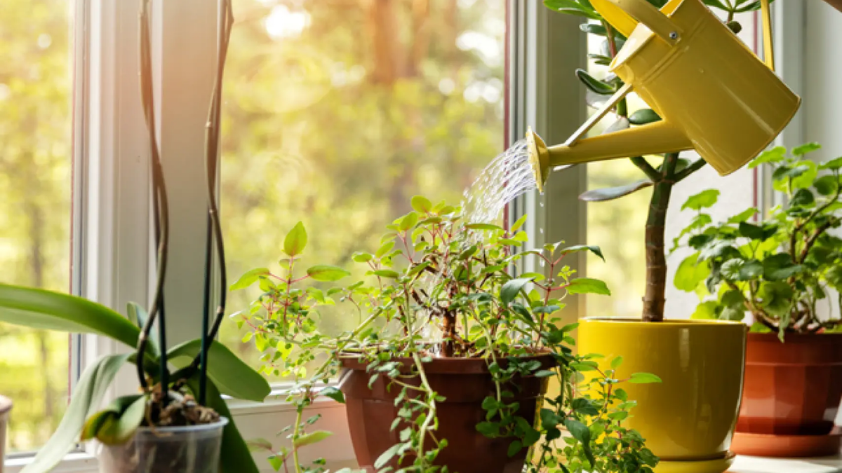 Plantas. Fuente: (Instagram)