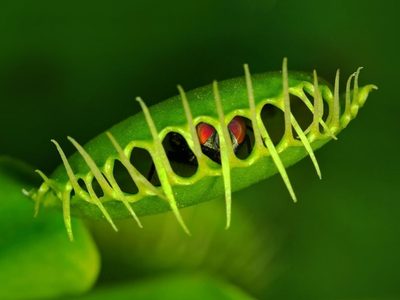 5 razones para enamorarse de las plantas carnívoras