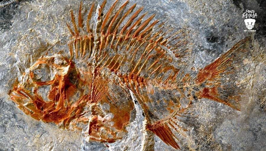 Su característica principal son las espinas en las aletas dorsal y ausencia de espina pélvica
