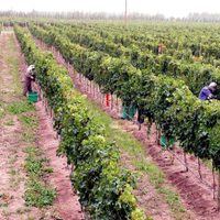 Los vinos de Familia Schroeder ahora más accesibles por venta online