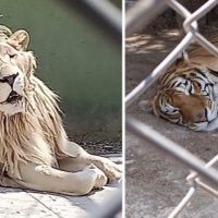 Rescatan 47 animales y descubren huachicol en Huixquilucan, Edomex
