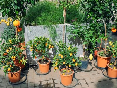 No son solo comida: los beneficios de las frutas que no conocías y por qué conviene cultivarlas en casa
