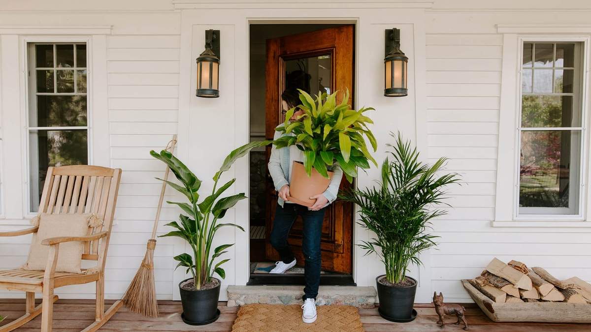 Plantas en tendencia. Fuente: (Instagram)
