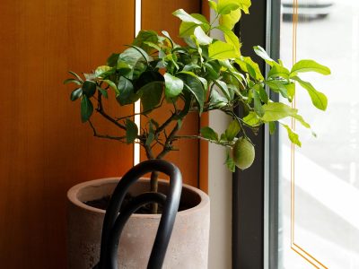 ¡Es posible! Cultiva un limonero en maceta