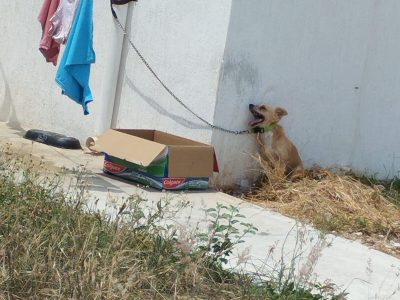 Perro murió bajo el sol y amarrado a un tubo en Umán, Yucatán; fiscalía investiga