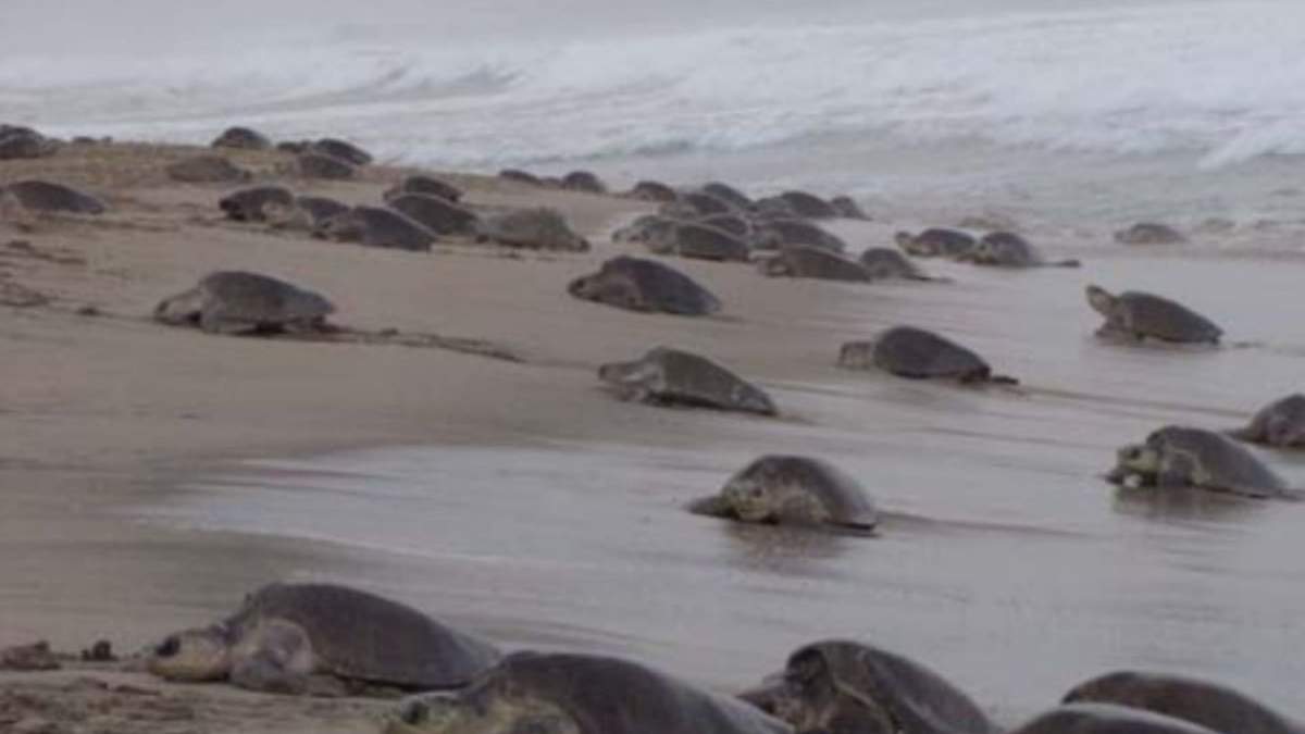 Tortugas marinas de la especie golfina (Lepidochelys olivácea)