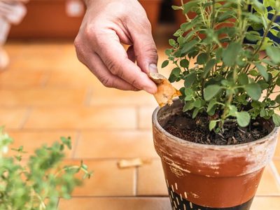 Tus plantas te lo agradecerán: el ingrediente de la cocina que hace maravillas en el jardín