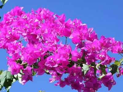 En pocos pasos y muy fácil, así podés propagar tus plantas de Buganvilla o Santa Rita