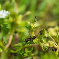 Si ya probaste todo y las hormigas siguen atacando tus plantas, intentá con este remedio casero de los jardineros