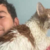 Rescata a un gato de la inundación provocada por el huracán Ian y se vuelve viral (Video)