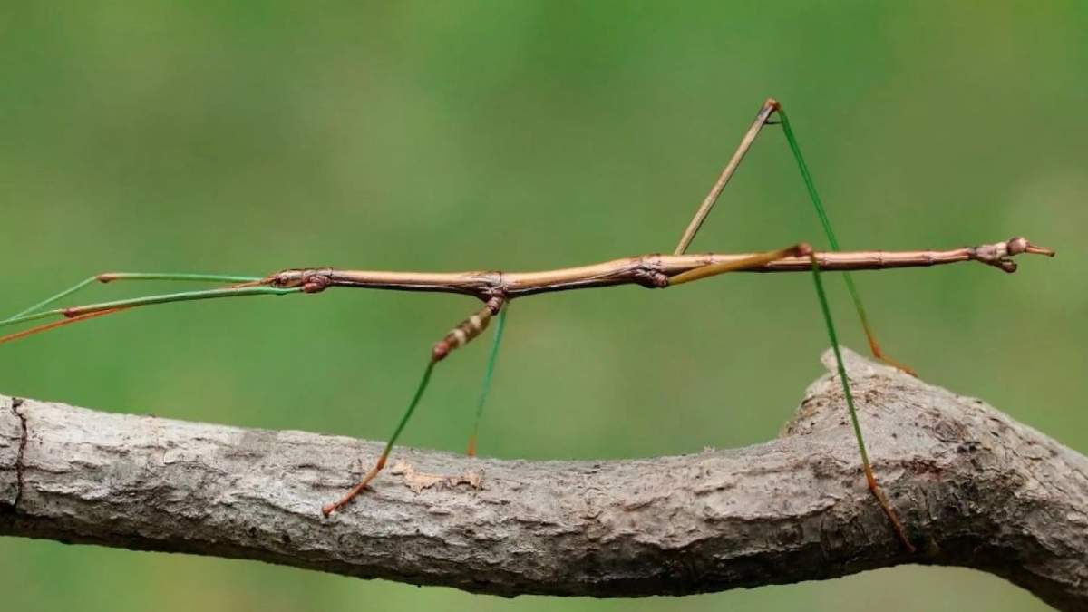 Insecto. Fuente: (X)