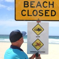 Ataque de tiburón blanco en Australia: cerraron varias playas de Sídney y buscan al animal