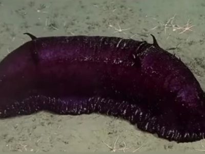 "Batatita", el pepino de mar del streaming del Conicet que se hizo famoso