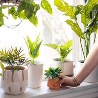 Naturaleza artificial: descubrí cómo elegir las mejores plantas de plástico