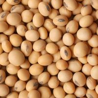 Denuncian ante PGR siembra ilegal de soya transgénica en Campeche