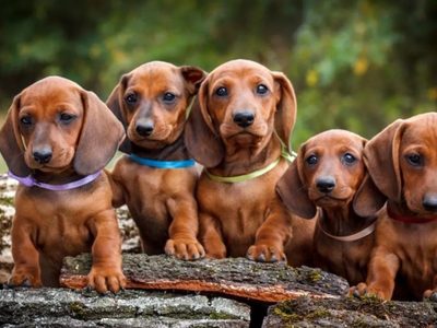 Curiosidades del dachshund, más conocido como perro salchicha