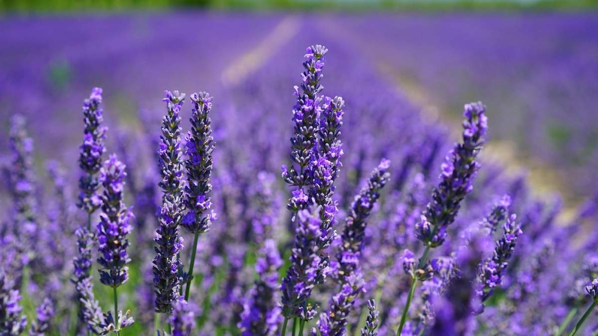 ¿Cuál de estas plantas sumarás primero a tu jardín?