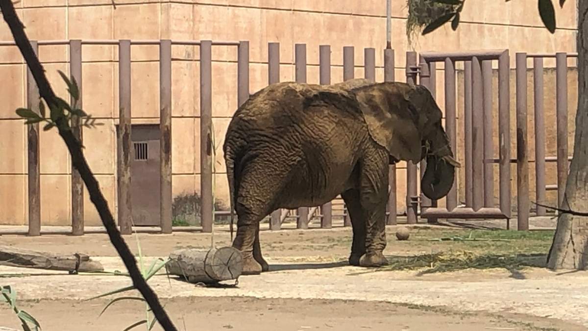 La elefanta "Ely" en el zoológico de Aragón