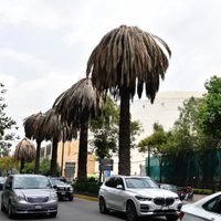 La Sedema inicia prueba piloto para detectar insectos picudos negro y rojo en palmeras de la CDMX