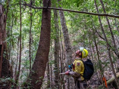 VIDEO: Bomberos australianos salvan en una misión secreta un bosque de 'árboles dinosaurio'