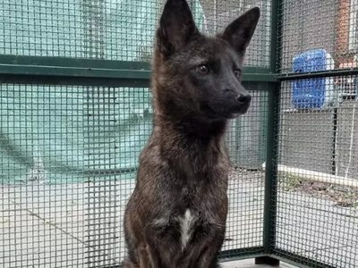 Dogxim, el extraño híbrido entre un perro y un zorro