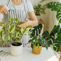 No gastes fortuna para cuidar tus plantas, eliminá malezas y plagas con un solo ingrediente que ya tenés en casa