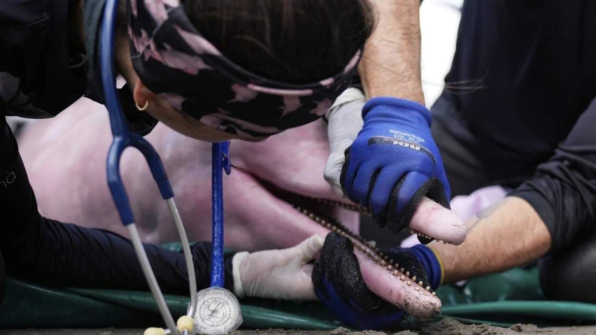 Científicos y veterinarios examinan un delfín rosado de río en Puerto Nariño, Colombia, el domingo 7 de septiembre de 2025