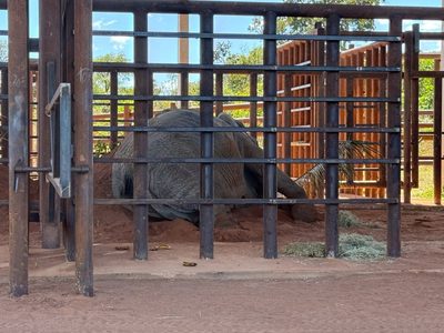 Piden informes sobre la muerte de la elefanta Kenya en Brasil