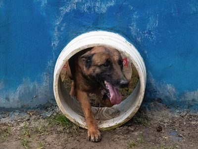 Ejército de Colombia busca a perro heroico que ayudó a encontrar a cuatro niños en la Amazonía