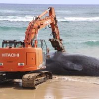 Ballena muerta en Hawai tenía plástico en el estómago