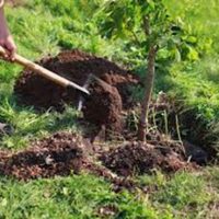 Jóvenes por el Clima plantará árboles en merenderos y plazas de Neuquén