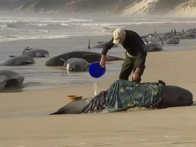 Investigan la muerte de 13 ballenas australes