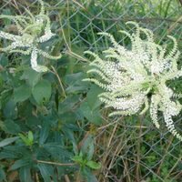 La planta de delicadas flores que atrae mariposas y tiene una floración bastante frecuente en el año