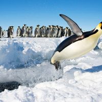 Hoy se celebra el día por la concientización de los pingüinos