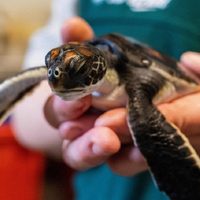 Una tortuga bebé rescatada en Australia eliminó “puro plástico” durante seis días