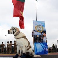 "Hasta siempre": Murió Frida, la perrita rescatista de la Marina