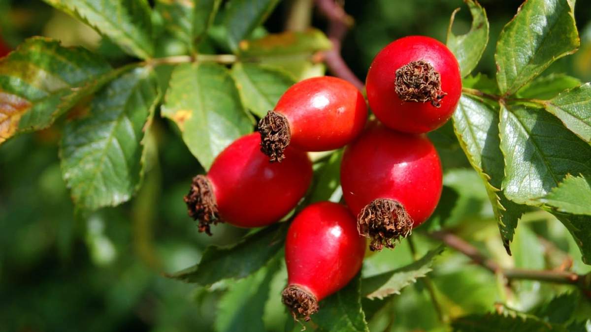 Los créditos otorgados a Varvarco fomenta la producción de frutas y hortalizas. Fuente: (Twitter)