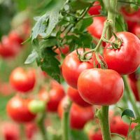 El secreto de los viveristas para podar tus plantas de Tomates y que den los mejores frutos