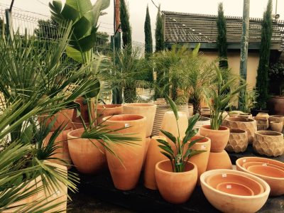 Plantas: cuáles son las más recomendadas para sembrar en macetas de barro
